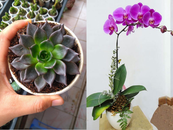 Cây Lưỡi Hổ Vàng